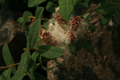 Salix myrtilloides