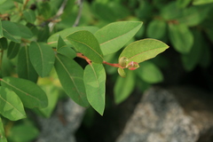 Salix myrtilloides