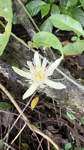 Passiflora cisnana