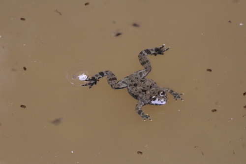 Yellow-bellied Toad