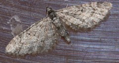 Eupithecia dodoneata