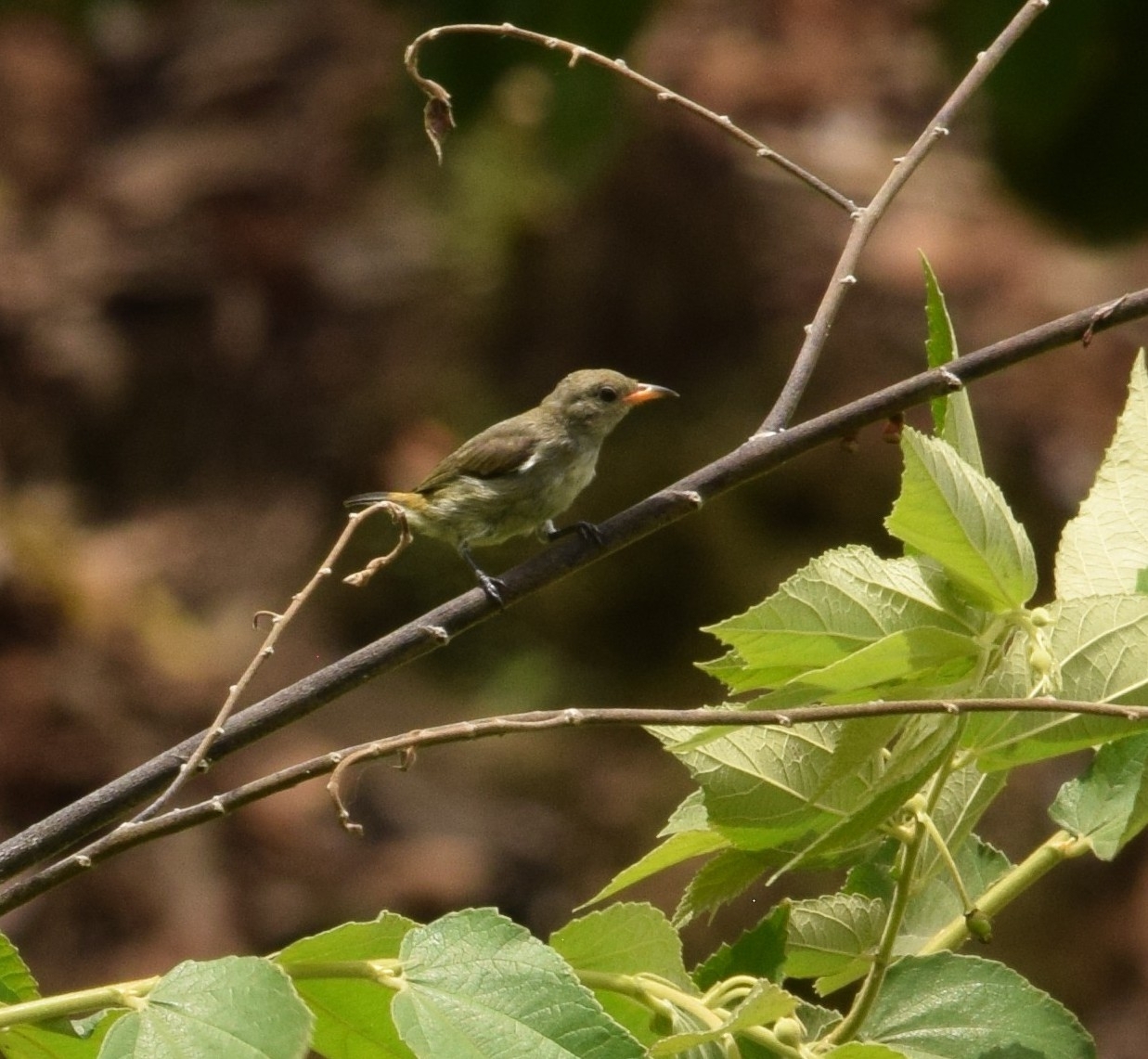 Plain Flowerpecker (Dicaeum minullum), photo 4