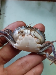 Charybdis hellerii
