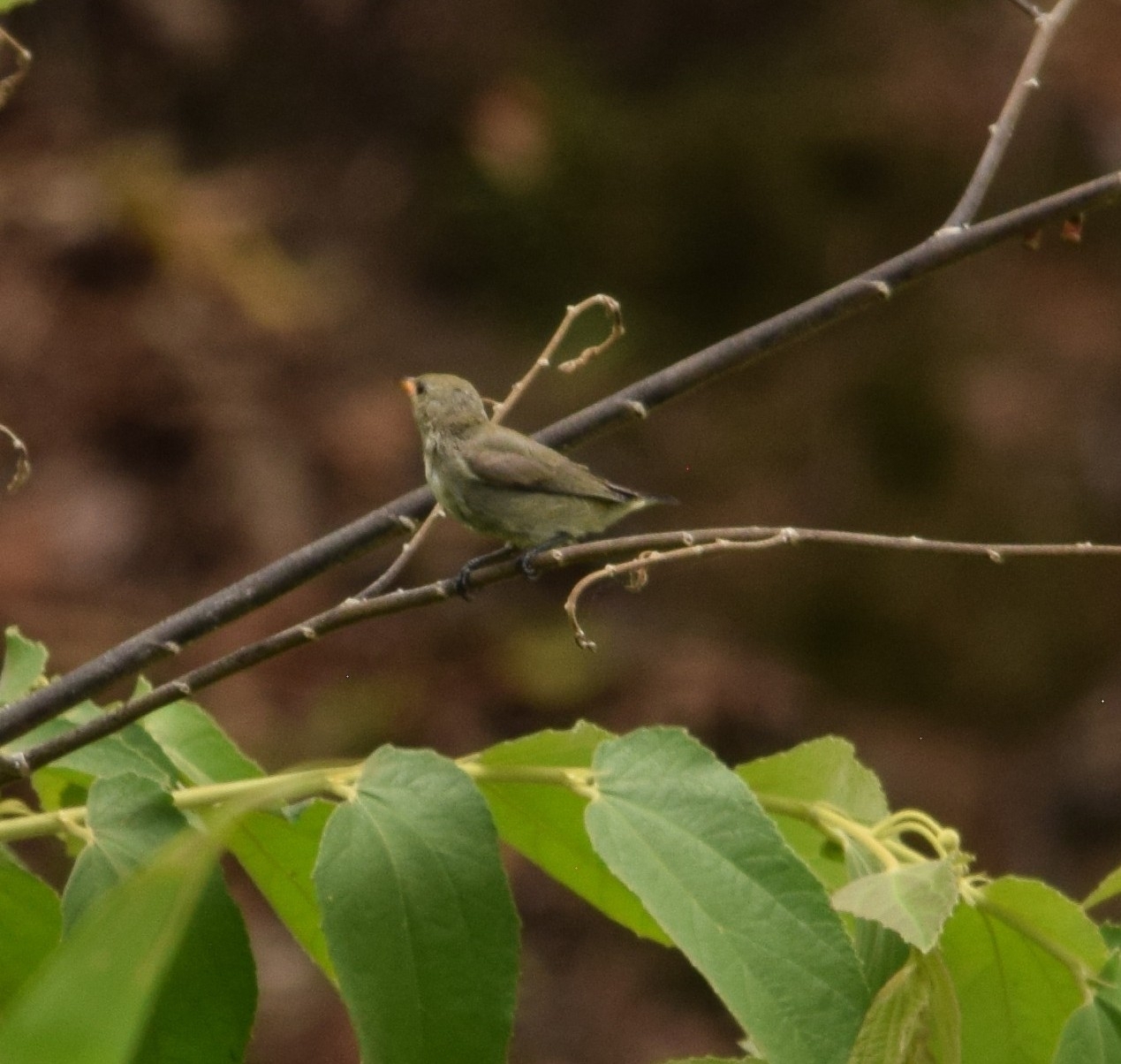 Plain Flowerpecker (Dicaeum minullum), photo 5