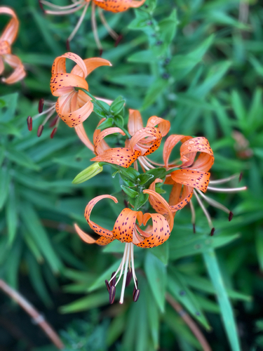 tiger lily