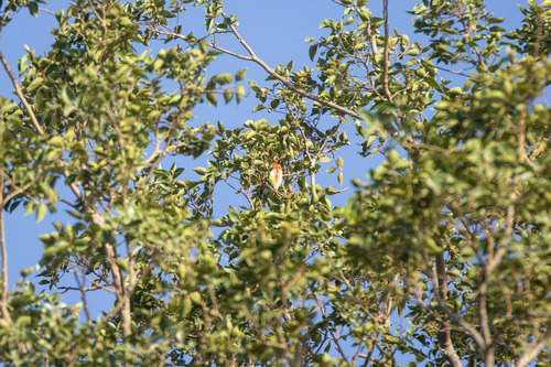 Vieillot's Barbet