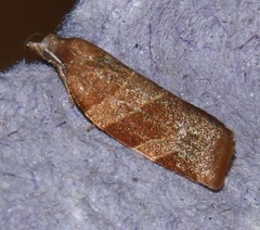 Pandemis cinnamomeana