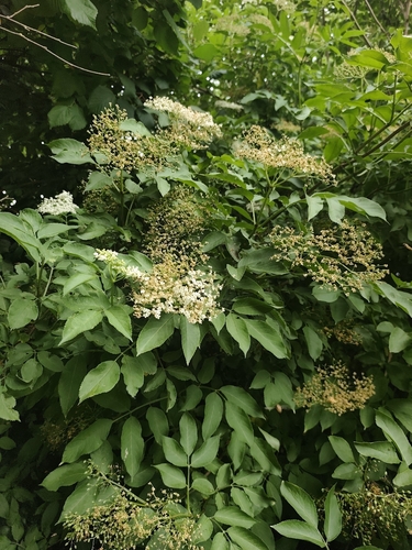 European black elderberry