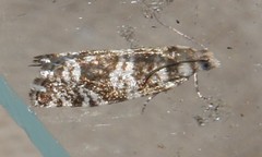 Epinotia tedella