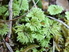 Catharomnion ciliatum