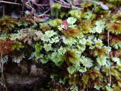 Catharomnion ciliatum