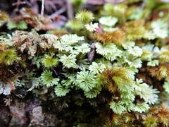 Catharomnion ciliatum