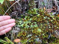 Catharomnion ciliatum