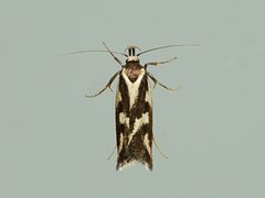Epithymema incomposita