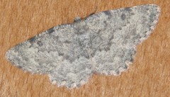 Charissa glaucinaria