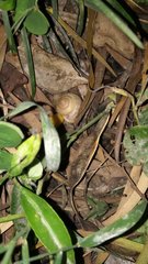 Bradybaena similaris
