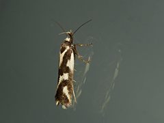 Epithymema incomposita