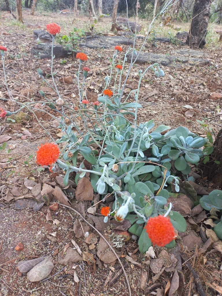 Kleinia fulgens, Lephalale Local Municipality, South Africa