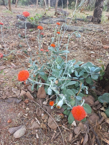 Kleinia fulgens
