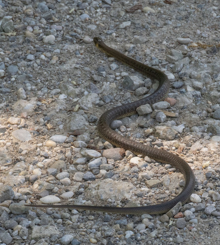 Aesculapian Snake