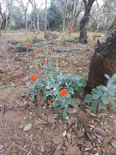 Kleinia fulgens