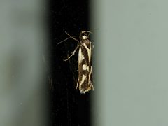 Epithymema incomposita