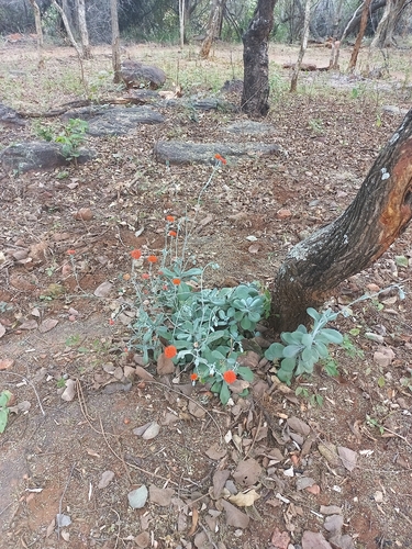 Kleinia fulgens