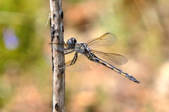 Zygonyx natalensis