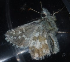 Pyrgus serratulae