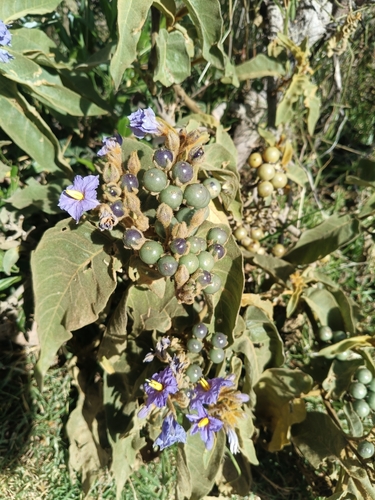 Solanum glutinosum
