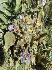 Solanum glutinosum