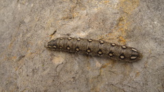 Hyles vespertilio