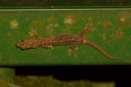 Indo-Pacific Slender Gecko