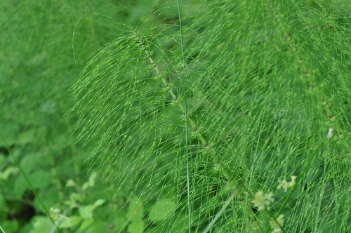 great horsetail
