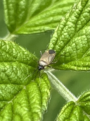 Common Nettle Flower Bug