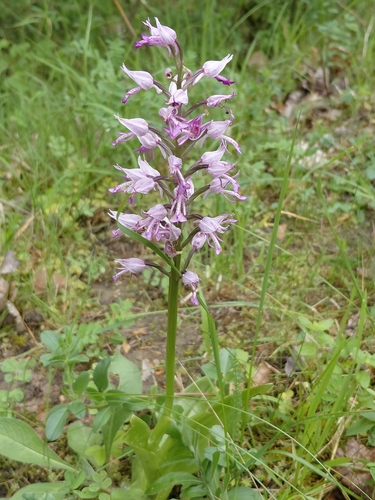 Military Orchid