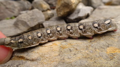 Hyles vespertilio