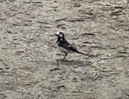 White Wagtail