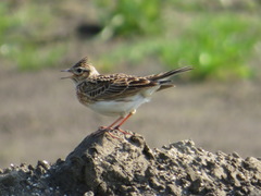 Alauda arvensis japonica