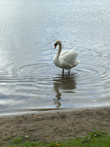 Mute Swan