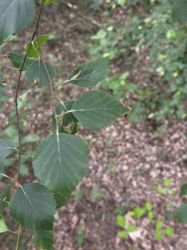 Betula celtiberica, photograph 5