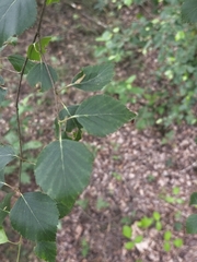 Betula celtiberica, photograph (c) Jose Castro, some rights reserved (CC BY)