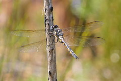 Zygonyx natalensis