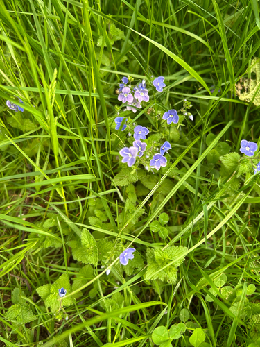 Germander Speedwell