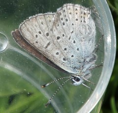 Lycaena tityrus subalpina
