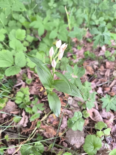 white helleborine