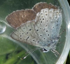 Lycaena tityrus subalpina