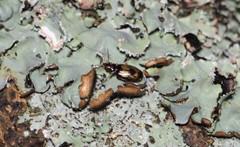 Philophlaeus luculentus