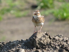 Alauda arvensis japonica