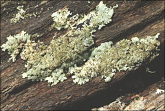 Austroparmelina conlabrosa